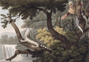 Cazador de lagartos mexicano, grabado por Matthew Dubourg, publicado por Edward Orme, 1813 de John Heaviside Clark