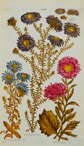 Aster, 1759-73 de John Hill