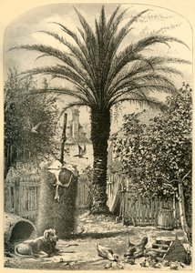 Escena en San Agustín - La Palma Datilera de John J. Harley