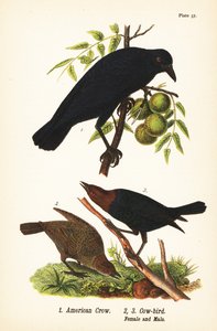 Cuervo americano, Corvus brachyrhynchos 1, y tordo cabecicafé, Molothrus ater, hembra 2, y macho 3 de John James (after) Audubon
