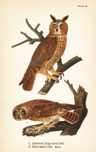 Búho americano de orejas largas, Asio otus 1, y búho de orejas cortas con presa, Asio flammeus 2, machos de John James (after) Audubon