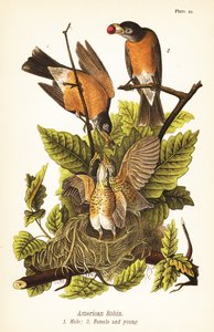 Mirlo americano, Turdus migratorius, macho 1, hembra 2 y joven en nido de John James (after) Audubon