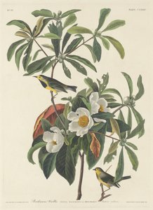 Reinita de Bachman de John James (after) Audubon
