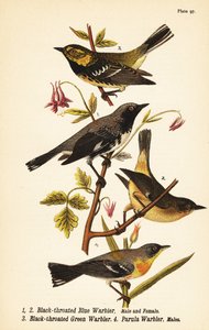 Reinita azul de garganta negra, Setophaga caerulescens, reinita verde de garganta negra, Setophaga virens y parula norteña, Setophaga americana de John James (after) Audubon