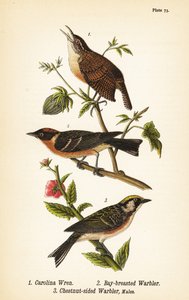 Chochín de Carolina, Thryothorus ludovicianus 1, reinita castaña, Setophaga castanea 2, reinita de lados castaños, Setophaga pensylvanica 3 de John James (after) Audubon