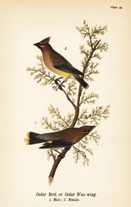 Ampelis americano, Bombycilla cedrorum, pájaro de cedro o ampelis americano, macho 1, hembra 2