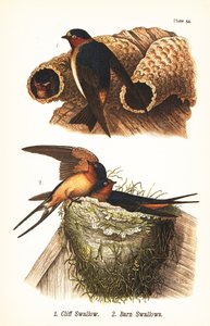 Golondrina risquera, Petrochelidon pyrrhonota 1, y golondrina común, Hirundo rustica 2 de John James (after) Audubon
