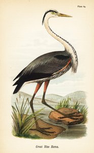 Garza azulada, Ardea herodias de John James (after) Audubon