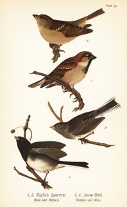Gorrión común, Passer domesticus, y junco de ojos oscuros, Junco hyemalis