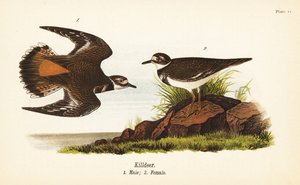 Chorlitejo, Charadrius vociferus, macho 1, hembra 2 de John James (after) Audubon