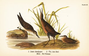 Correlimos menudo, Calidris minutilla 1 y rascón de Virginia, Rallus limicola 2 de John James (after) Audubon