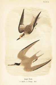 Charrán mínimo, Sternula antillarum, adulto 1, joven, plumaje de otoño 2 de John James (after) Audubon