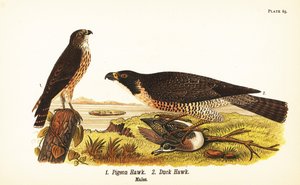 Halcón merlín, Falco columbarius 1, y halcón peregrino con pato, Falco peregrinus 2