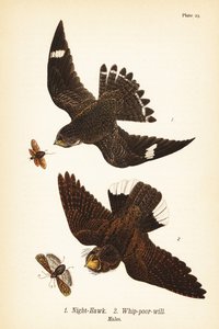 Añapero yanqui, Chordeiles minor 1 y chotacabras cuellirrojo, Antrostomus vociferus, chotacabras cuellirrojo 2, machos de John James (after) Audubon