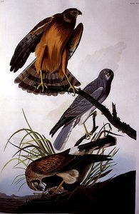 Aguilucho norteño (Halcón de los pantanos), de 