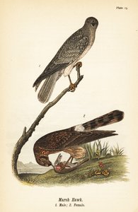 Aguilucho norteño, Circus hudsonius de John James (after) Audubon
