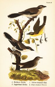 Alcaudón norteño, Lanius borealis 1, charlatán de pecho amarillo, Icteria virens 2, alcaudón cabecigrís, Lanius ludovicianus de John James (after) Audubon
