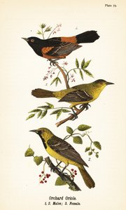 Bolsero norteño, Icterus spurius, machos 1,2, y hembra 3 de John James (after) Audubon