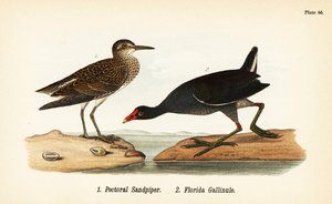 Playero pectoral, Calidris melanotos 1, y gallineta común, Gallinula galeata 2 de John James (after) Audubon
