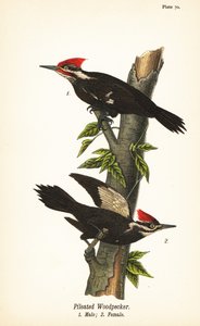 Carpintero pileado, Dryocopus pileatus, macho 1, hembra 2 de John James (after) Audubon