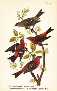 Camachuelo picogrueso, Pinicola enucleator, macho 1, hembra 2, piquicruzado americano o piquicruzado común, Loxia curvirostra 3, piquicruzado aliblanco, Loxia leucoptera 4, machos de John James (after) Audubon