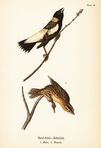 Tordo arrocero o bobolink, Dolichonyx oryzivorus, macho 1, hembra 2 de John James (after) Audubon