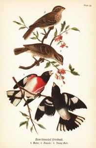 Picogordo pechirrosado, Pheucticus ludovicianus de John James (after) Audubon