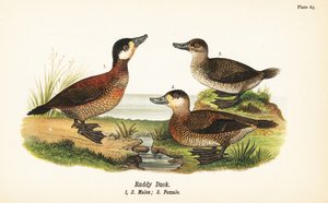 Pato colorado, Oxyura jamaicensis, machos 1,2, y hembra 3 de John James (after) Audubon