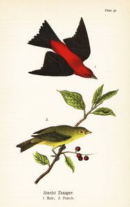 Tangara escarlata, Piranga olivacea, macho 1, hembra 2 de John James (after) Audubon