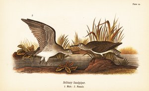 Andarríos solitario, Tringa solitaria, macho 1, hembra 2 de John James (after) Audubon