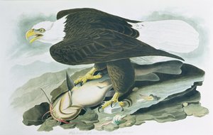 El águila calva de 