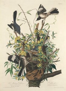 El sinsonte de John James (after) Audubon