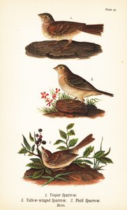 Gorrión vespertino, Pooecetes gramineus 1, gorrión chapulín, Ammodramus savannarum 2 y gorrión de campo, Spizella pusilla 3 de John James (after) Audubon