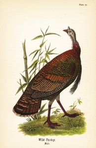 Pavo salvaje, Meleagris gallopavo, macho