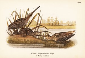 Agachadiza común, Gallinago delicata, machos 1, hembra 2 de John James (after) Audubon