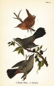 Chochín de invierno, Troglodytes hiemalis 1, y sinsonte gris, Dumetella carolinensis 2 de John James (after) Audubon