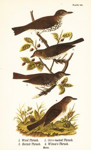 Zorzal de bosque, Hylocichia mustelina 1, zorzal de Swainson, Catharus ustulatus 2, zorzal de lomo oliva o zorzal ermitaño, Catharus guttatus 3, y zorzal leonado o zorzal de Wilson, Catharus fuscescens 4 de John James (after) Audubon