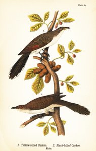 Cuco de pico amarillo, Coccyzus americanus 1, y cuco de pico negro, Coccyzus erythropthalmus 2, machos de John James (after) Audubon