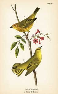 Reinita amarilla, Setophaga petechia, macho 1, hembra 2 de John James (after) Audubon