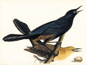 Un par de zanates de cola de bote de John James Audubon