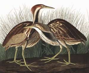 Avetoro americano, Botaurus Lentiginosus, de "Las aves de América" por John J. Audubon, pub. 1827-38 de John James Audubon