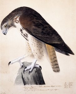 Buitre americano o halcón de pecho blanco de John James Audubon