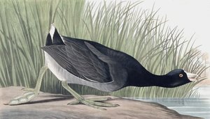 Focha americana, Fulica Americana, de "Las aves de América" por John J. Audubon, pub. 1827-38 de John James Audubon