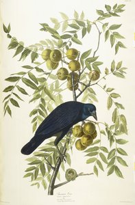 Cuervo americano, 1833