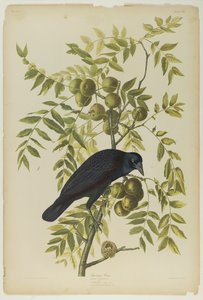 Cuervo americano, impreso por Julien Bien y publicado por Roe Lockwood & Son, 1861 de John James Audubon