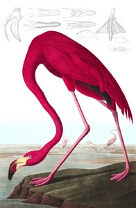 Flamenco americano, Phoenicopterus Ruber, de "Las aves de América" por John J. Audubon, pub. 1827-38 (grabado coloreado a mano) de John James Audubon