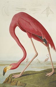 Flamenco americano, de "Las aves de América" de John James Audubon