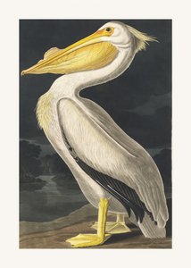  de John James Audubon