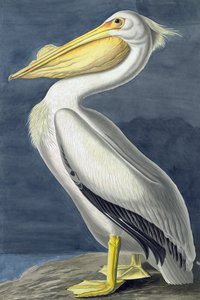 Pelícano blanco americano, Pelecanus Erythrorhynchos, de "Las aves de América" por John J. Audubon, pub. 1827-38