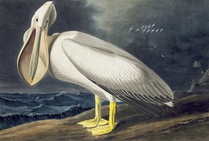 Pelícano blanco americano, Pelecanus Erythrorhynchos, de "Las aves de América" por John J. Audubon, pub. 1827-38